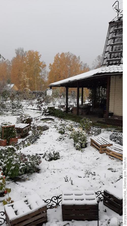 Как предотвратить повреждения хвойных деревьев от снежных нагрузок. Варианты защиты сада от снеговых разломов