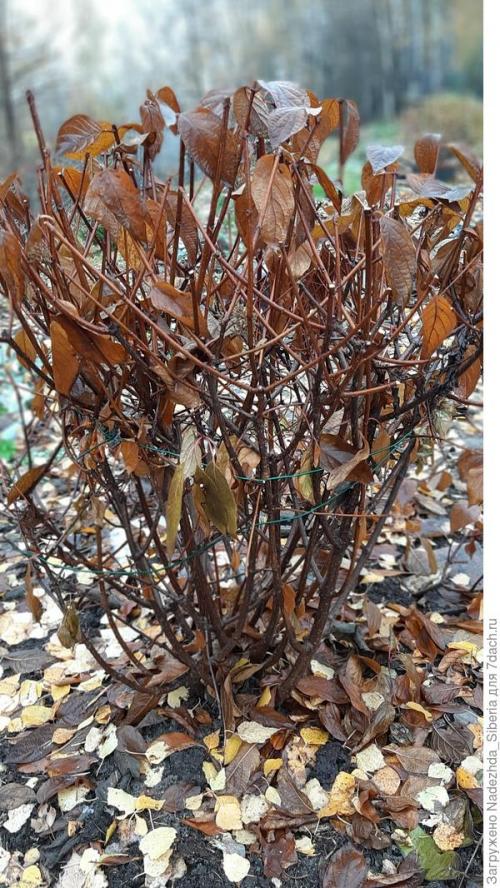 Как предотвратить повреждения хвойных деревьев от снежных нагрузок. Варианты защиты сада от снеговых разломов