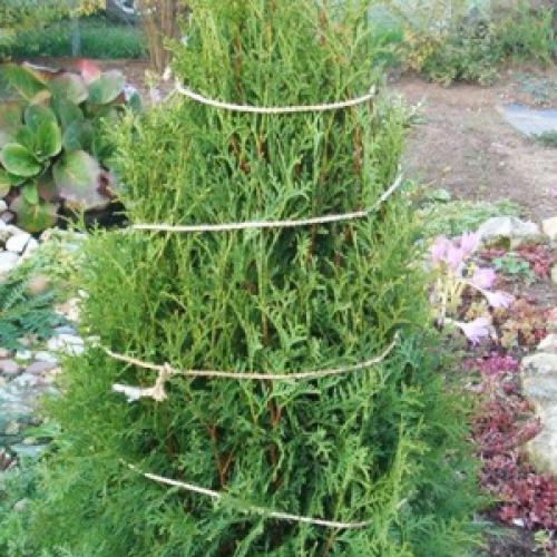 Подготовка к зиме: как правильно укрыть туи на зиму 07