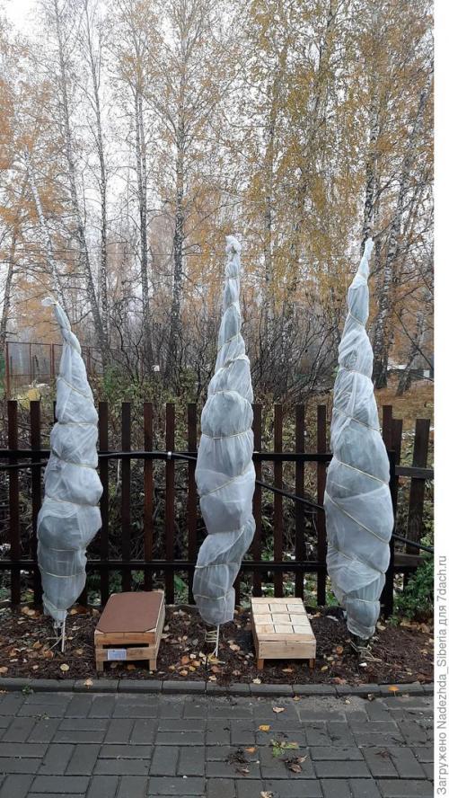 Как предотвратить повреждения хвойных деревьев от снежных нагрузок. Варианты защиты сада от снеговых разломов