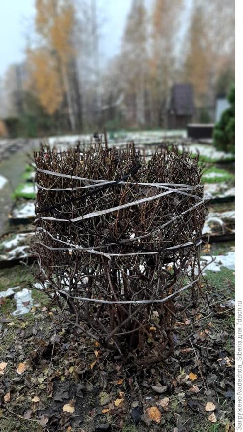 Как предотвратить повреждения хвойных деревьев от снежных нагрузок. Варианты защиты сада от снеговых разломов