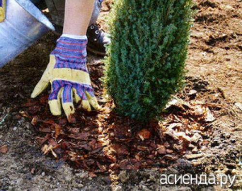 Как обеспечить оптимальную влажность почвы для хвойных деревьев в преддверии зимы. Влагозарядковый полив – всегда на пользу! Хвойные растения достаточно активно потребляют влагу даже в зимний сезон, и в случае слишком сильного промерзания грунта влаги в необходимых им объемах растениям может попросту не хватить. Именно поэтому в осенний период будет очень полезно побаловать свои хвойники хорошим влагозарядковым поливом.
