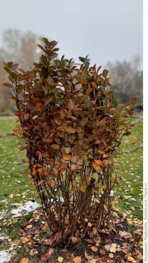 Как предотвратить повреждения хвойных деревьев от снежных нагрузок. Варианты защиты сада от снеговых разломов