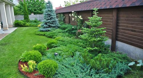 Подготовка хвойных деревьев к зиме: советы и рекомендации 05