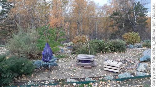 Как предотвратить повреждения хвойных деревьев от снежных нагрузок. Варианты защиты сада от снеговых разломов