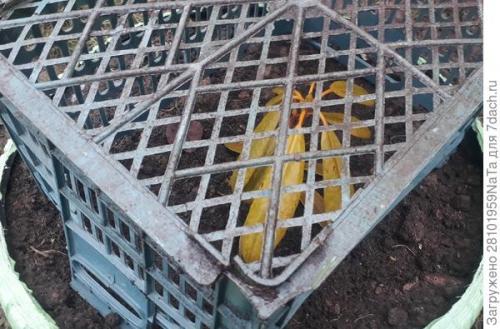 Какие материалы можно использовать для укрытия молодых хвойных на зиму. Лапник для укрытия молодых хвойных и декоративных кустарников