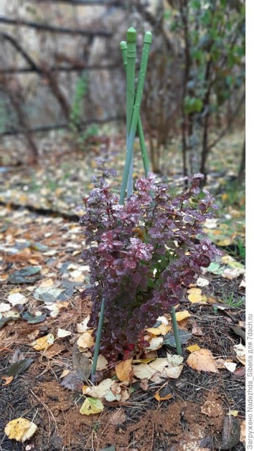 Как предотвратить повреждения хвойных деревьев от снежных нагрузок. Варианты защиты сада от снеговых разломов