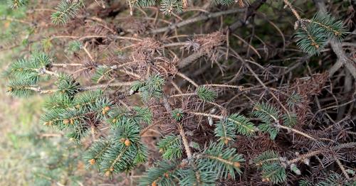 Хвойные деревья против сибирской зимы: как выжить в суровых условиях 05