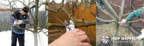 Какие удобрения рекомендуется применять для яблони перед зимовкой