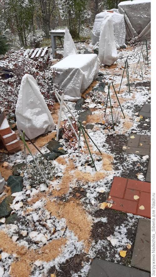 Как предотвратить повреждения хвойных деревьев от снежных нагрузок. Варианты защиты сада от снеговых разломов