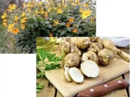 Как хранить топинамбур на зиму. Как хранить топинамбур зимой в домашних условиях: советы и рекомендации