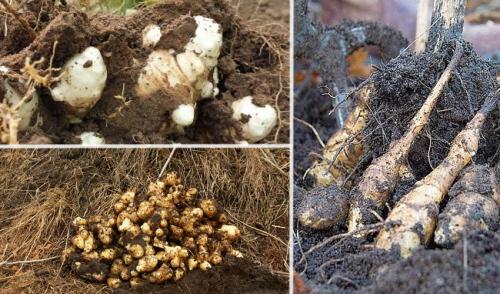 Как заморозить топинамбур на зиму. Можно ли замораживать топинамбур в морозилке