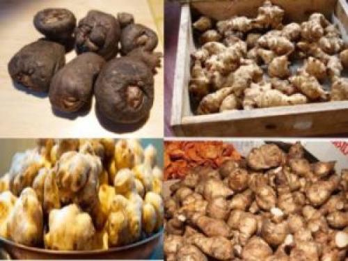 Как хранить топинамбур на зиму. Как хранить топинамбур зимой в домашних условиях: советы и рекомендации