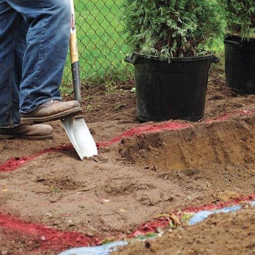 Защитите свой туец от вредителей и болезней в год посадки 06