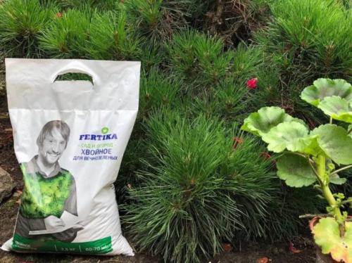 Как регулярно ухаживать за туей в год посадки. Лишение туй подкормок