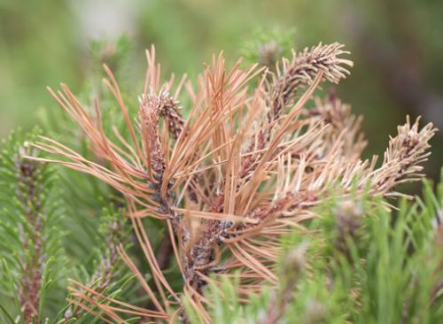 Что такое подготовка хвойных к зиме в Сибирском саду