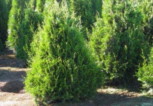 Какие особенности туи для сибири. Туя складчатая «Кан-кан»