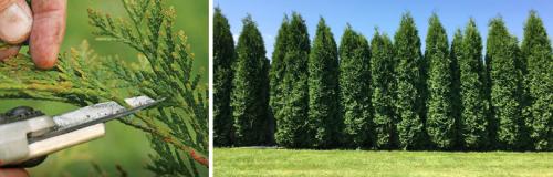 Как выбрать подходящий материал для туи. ВЫБОР И ПОСАДКА ТУИ ЗАПАДНОЙ В САДУ