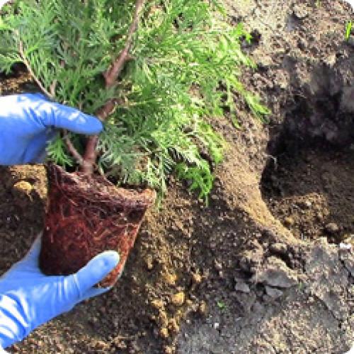 Как правильно выбрать размер туи