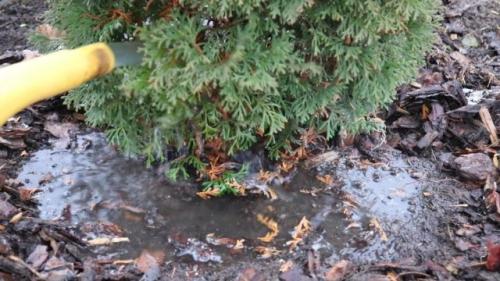 Как подготовить туи к зиме осенью в сибири. Уход за туями осенью