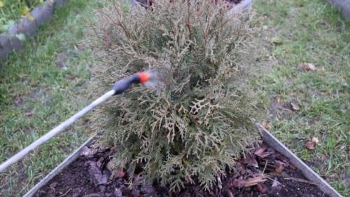 Как подготовить туи к зиме осенью в сибири. Уход за туями осенью