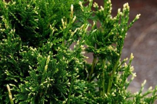 Какие особенности туи для сибири. Туя складчатая «Кан-кан»