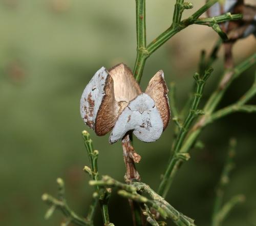 Статьи о подготовке туи к зиме осенью в сибири 04