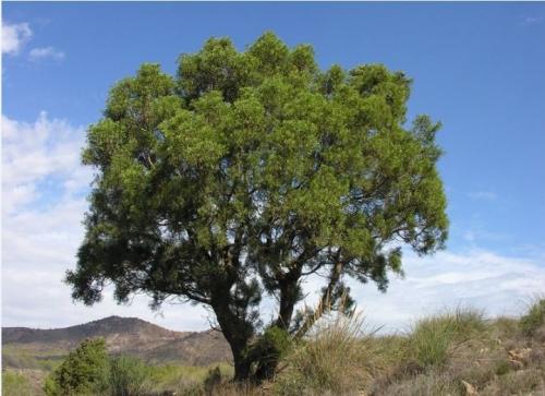 Статьи о подготовке туи к зиме осенью в сибири 02