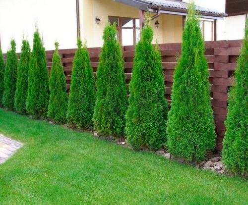 Как правильно выбрать размер туи. Как выбрать туи