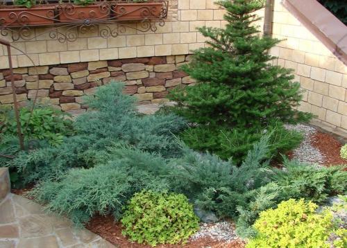 Как правильно укрыть можжевельник на зиму в Сибири 05 Как правильно укрыть можжевельник на зиму в Сибири 05