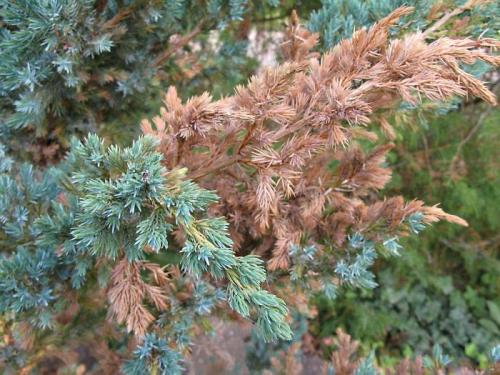 Какие материалы можно использовать для укрытия можжевельника на зиму