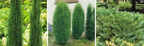 Какие материалы можно использовать для укрытия можжевельника на зиму