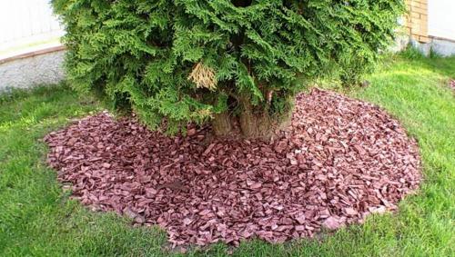 Защитить тую от сибирской зимы: лучшие способы и материалы 02