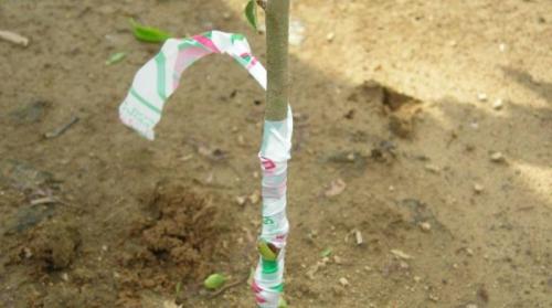 Окулировка роз осенью. Когда можно проводить прививку роз на шиповник