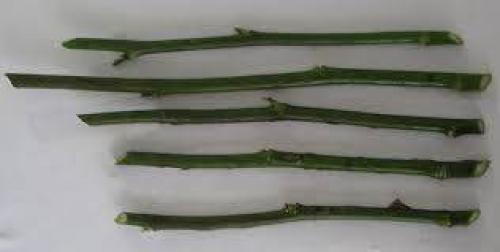 Окулировка роз летняя. Как размножить розы: зимняя прививка на шиповник 10