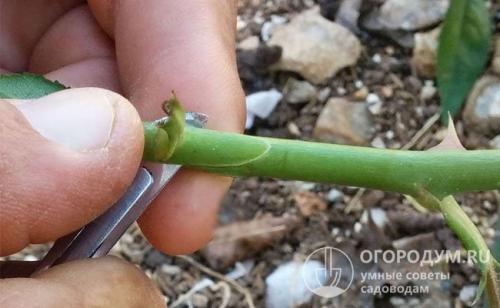 Прививка розы на другую розу. Окулировка