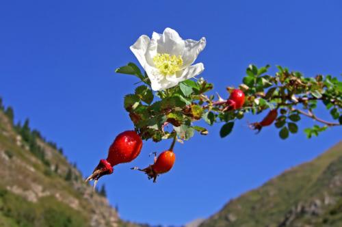Окулировка роз на шиповник тимофей. Весенняя прививка роз на шиповник