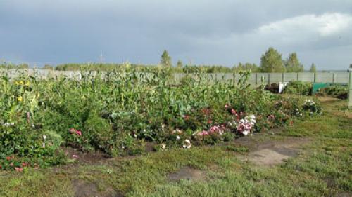 Как обеспечить достаточное увлажнение яблонь на зиму в Сибири