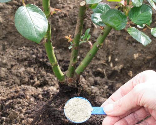 Как подкормить розы. Какие удобрения необходимы розе 01