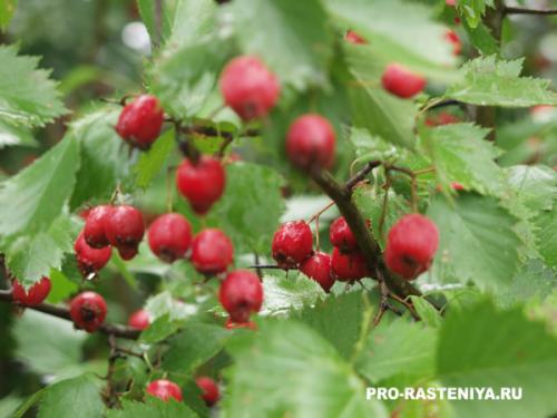 Какие факторы влияют на выбор времени года для пересадки боярышника. Боярышник: посадка, условия выращивания, уход, размножение, болезни и вредители