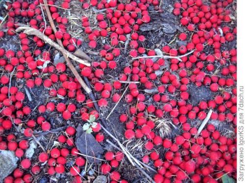 Как определить, что боярышник готов к пересадке. Как я вырастил боярышник из семян