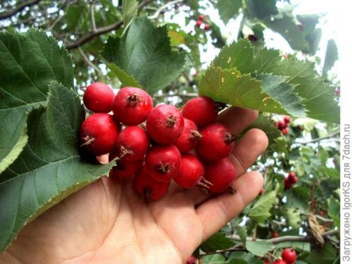 Как определить, что боярышник готов к пересадке. Как я вырастил боярышник из семян