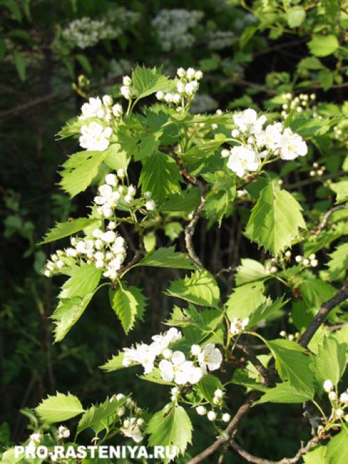 Какие факторы влияют на выбор времени года для пересадки боярышника. Боярышник: посадка, условия выращивания, уход, размножение, болезни и вредители