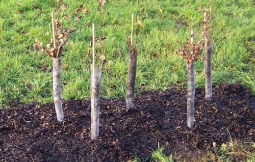 Какие преимущества имеет пересадка боярышника осенью. Черенкование