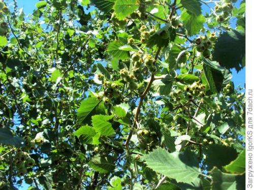 Как определить, что боярышник готов к пересадке. Как я вырастил боярышник из семян