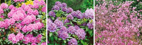 Бутоны рододендрона. КАК УХАЖИВАТЬ ЗА РОДОДЕНДРОНОМ