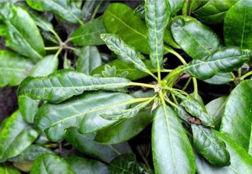 Бледные листья у рододендрона. Причины, почему рододендрон не цветет, опадают, желтеют, коричневеют листья