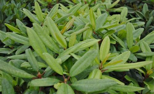 Бледные листья у рододендрона. Причины, почему рододендрон не цветет, опадают, желтеют, коричневеют листья