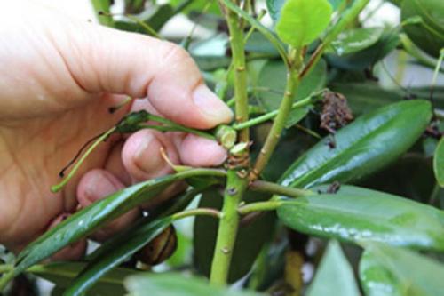 Бледные листья у рододендрона. Причины, почему рододендрон не цветет, опадают, желтеют, коричневеют листья