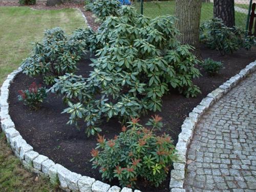 Бледные листья у рододендрона. Причины, почему рододендрон не цветет, опадают, желтеют, коричневеют листья